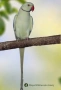 * 🦜 Малки Александри – топ качество и селекция, снимка 1