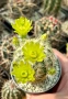 Кактус Echinocereus viridiflorus var. correllii, снимка 1