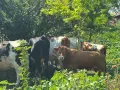 Продавам крави и телета с. Брест област Плевен, снимка 12