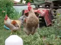 Билефелдер Кенхун-порода големи петли, снимка 2