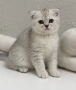 Шотландски котенца , снимка 2