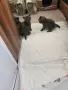 Сладурите се продават , снимка 4