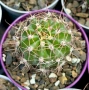 Кактус вид Echinopsis Hybrid бял лебед, снимка 7