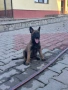Белгийска овчарка, снимка 5