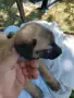 малки белгийски овчарки , снимка 2