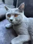британски. 2 котки мъжко и женско, снимка 1