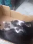 Подарявам котета , снимка 7