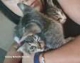 бебета мъжки кучета и котенца, снимка 5