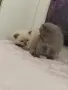 Британски котенца, снимка 7