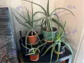 Продавам Алое Вера (Aloe Vera) , снимка 6