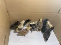 Пилета шведски исабар  и великденска носачка , снимка 3