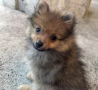Продавам мини померанчета 🐾, снимка 1