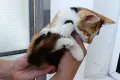 Подарявам котенце - трицветка, снимка 7
