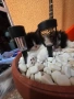 Персийски Котенца !!!, снимка 4