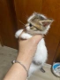 Подарявам малки котета, снимка 4