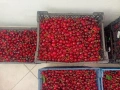Продава български ЧЕРЕШИ в София от с. Виноградец, Пазарджишко, снимка 2