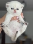 Британски котета, снимка 3
