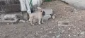 Продавам Кангали , снимка 1