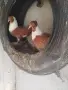 Чирпански гълъби., снимка 1