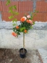 Щамбови рози- различни цветове, снимка 11