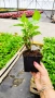 Хортензия Сибила, Hydrangea macrophylla Sibilla за сянка!!, снимка 11