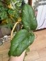 Hoya Хоя Elephant , снимка 1