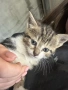 Подарявам малки котенца, снимка 2
