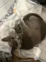 Британски късокосмести момиченца, снимка 7