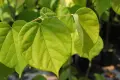 Див рожков (Cercis siliquastrum) Дърво на Юда, снимка 6