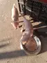 пинчер мини пинчер, снимка 4