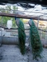 Продавам млади пауни, снимка 4