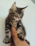 Коте Мейн Кун , снимка 4