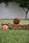 Той пудел Toy poodle, снимка 6