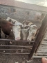 Majki mesodaini teleta 5 evro jivo teglo 3 broq mejdo 250 i 300 kg, снимка 2