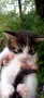 Подарявам котета, снимка 3