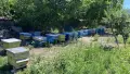Пчелни семейства и кошери, снимка 1