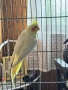 Работеща женска корела, снимка 2