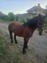 Продава се ! Много кротък , снимка 3