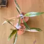 Philodendron Caramel Marble Variegata, снимка 5
