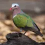 Екзотични гълъби, снимка 1