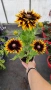 Рудбекия, Rudbeckia hirta pawnee spirit gold black eye, снимка 4