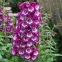Пенстемон лилав, Penstemon polaris Purple, студоустойчив, снимка 1