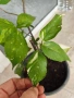 Acalypha wilkesiana с шарени листа, снимка 3