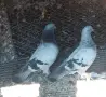 Гълъби  мардини , снимка 1