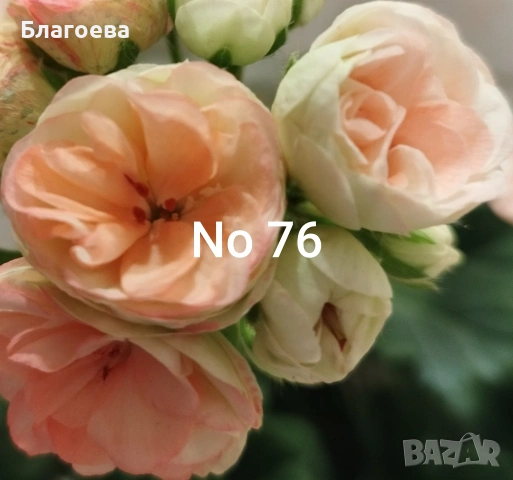 Сортово Мушкато 3 €, снимка 3 - Стайни растения - 44395633