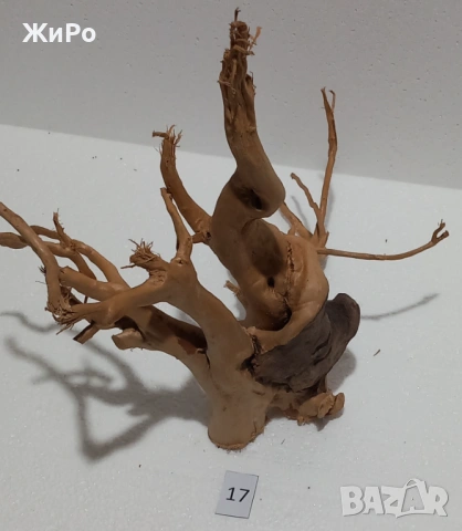 Корен от Азалия /декорация/ 17, снимка 3 - Други - 49874631