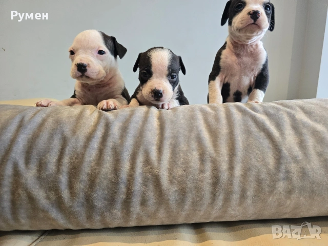 Американски стафордшир териер , снимка 6 - Американски стафордширски териер - 53970216