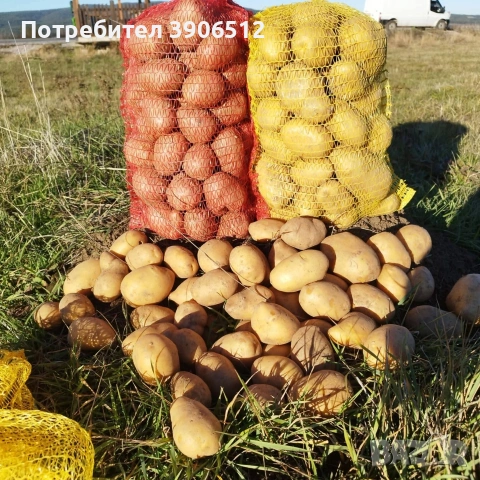 Самоковски картофи, снимка 4 - Други - 54136612