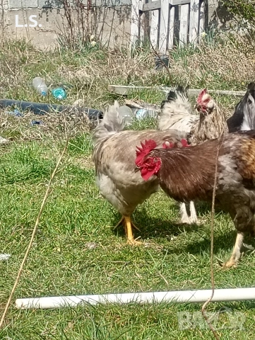 млади петлета , снимка 6 - Кокошки и пуйки - 54019327