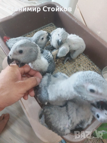 Кралски жака ръчно хранени от Zoo ЛУКС Аратинга Русе , снимка 2 - Папагали - 54855959